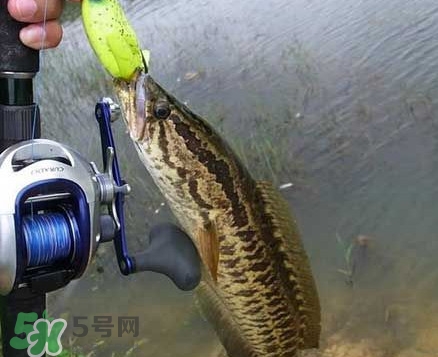 黑魚厲害還是鯰魚厲害？黑魚是世界上最臟的魚