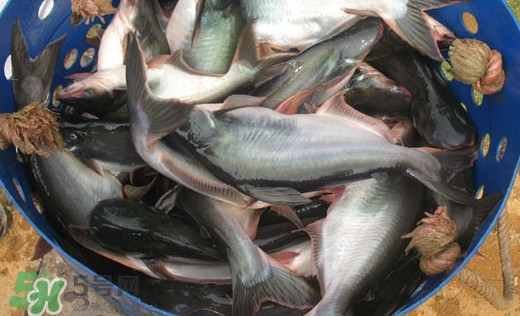 巴沙魚是什么魚？巴沙魚吃什么東西？