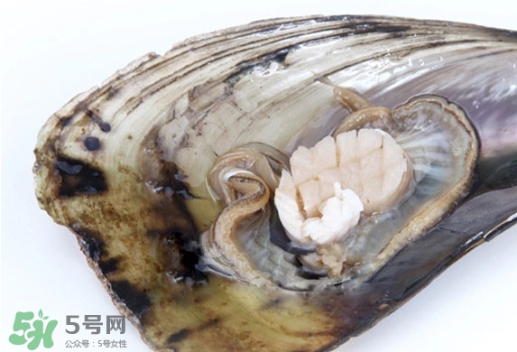 帶子是扇貝嗎？帶子和扇貝哪個好吃