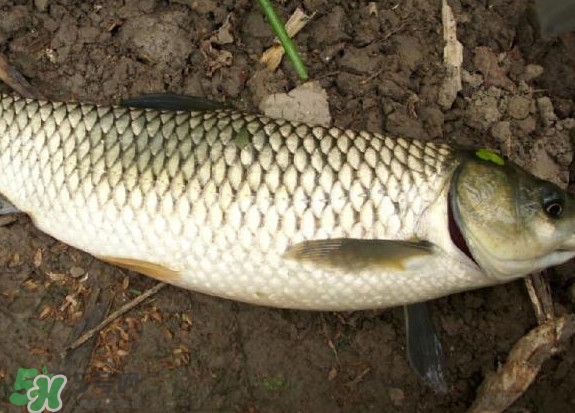 黑魚和草魚哪個好吃？黑魚不適合什么人吃