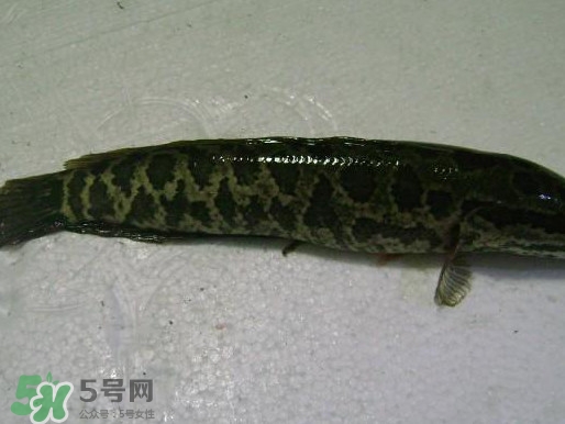 黑魚厲害還是鯰魚厲害？黑魚是世界上最臟的魚