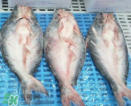 巴沙魚是什么魚？巴沙魚吃什么東西？