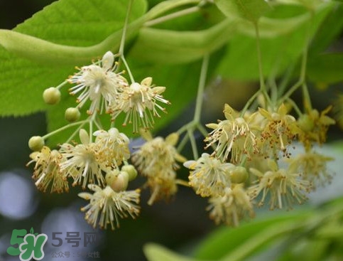 椴樹蜜有什么氣味？椴樹蜜結(jié)晶看到糖怎么回事