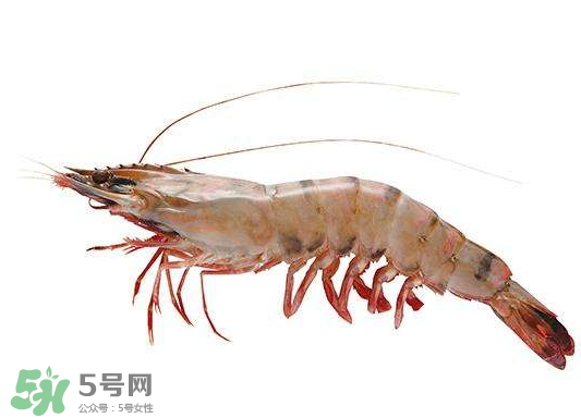 明蝦是海蝦還是河蝦？明蝦是什么蝦？
