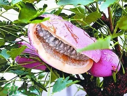 八月瓜適合哪里種植？八月瓜的種植技術(shù)