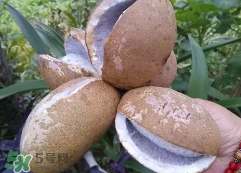 八月瓜什么時候成熟？八月瓜什么時候種植