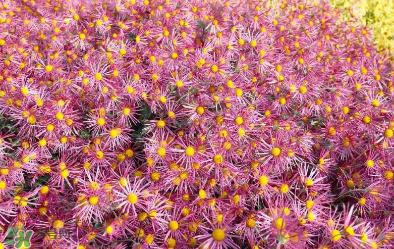 秋天開花嗎？秋天的花有哪些？
