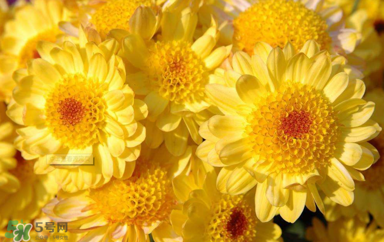 秋天開花嗎？秋天的花有哪些？