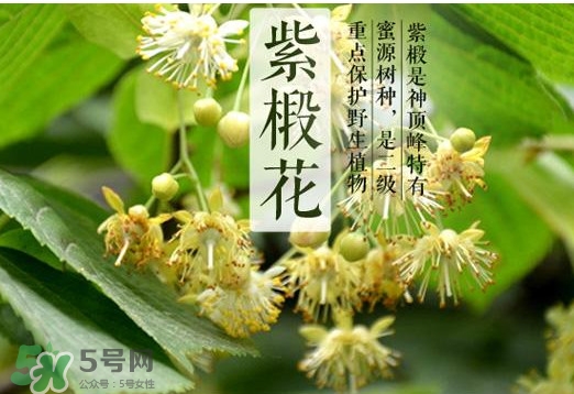 椴樹蜜是什么顏色？椴樹蜜是白色的嗎