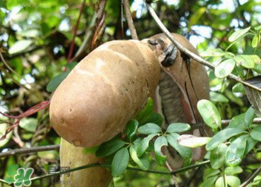 八月瓜適合哪里種植？八月瓜的種植技術(shù)