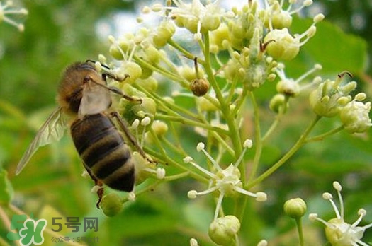 椴樹蜜是什么顏色？椴樹蜜是白色的嗎
