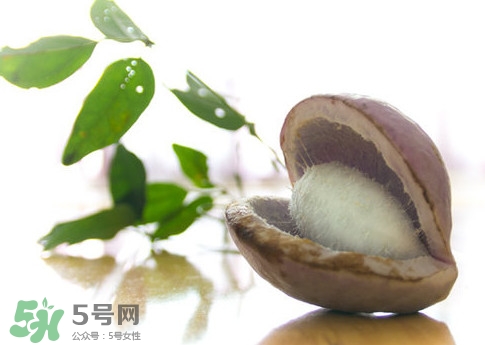 八月瓜可以泡酒嗎？八月瓜可以治乙肝嗎