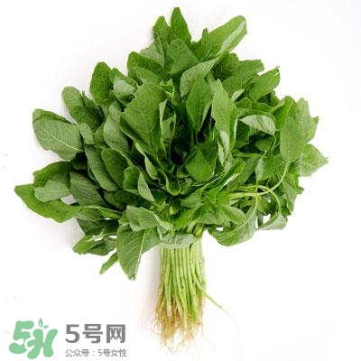 寶寶輔食可以吃哪些蔬菜？寶寶吃蔬菜泥的最佳時間