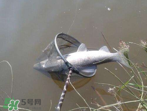青魚怎么釣？釣青魚用什么餌料最好？