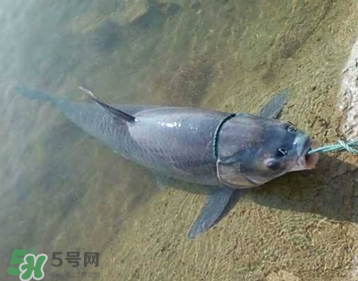 青魚怎么釣？釣青魚用什么餌料最好？