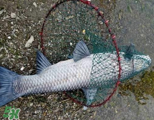 青魚怎么釣？釣青魚用什么餌料最好？
