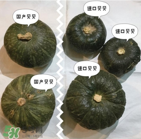 貝貝南瓜怎么挑選？貝貝南瓜有假的嗎