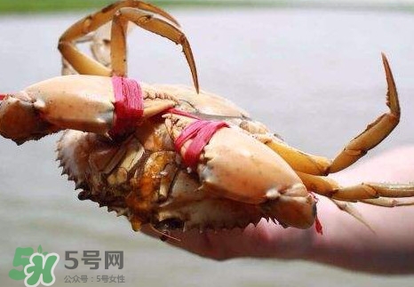 黃油蟹的選蟹標(biāo)準(zhǔn)是什么？黃油蟹的等級(jí)分類