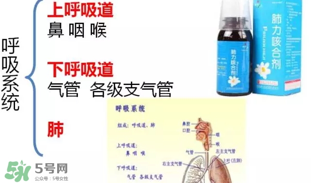 肺力咳合劑多少錢一瓶？