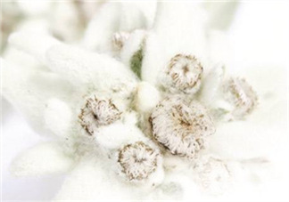 Siin雪絨花孕婦可以用嗎？Siin雪絨花護膚品孕婦合適嗎？