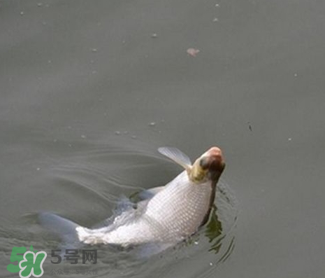 武昌魚怎么釣？釣武昌魚用什么餌料？