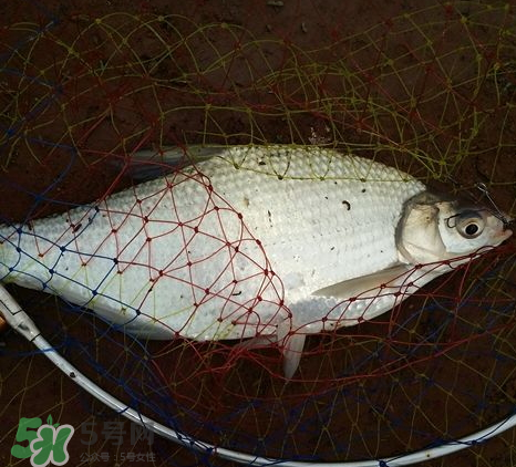 武昌魚怎么釣？釣武昌魚用什么餌料？