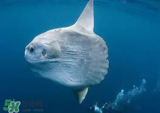 翻車魚是什么魚？翻車魚為什么叫翻車魚