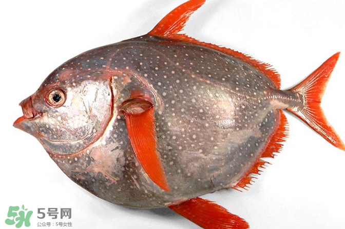 月亮魚是什么魚？月亮魚能吃嗎