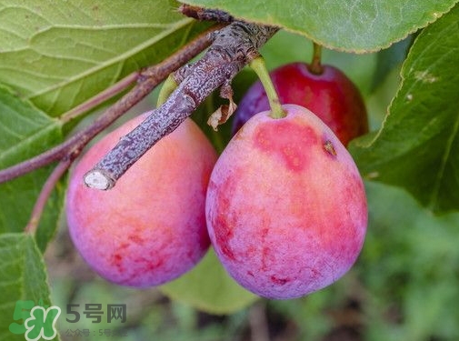 西梅熱量高嗎？西梅可以減肥嗎？