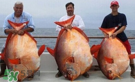 月亮魚是什么魚？月亮魚能吃嗎