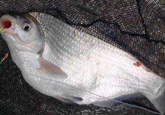 武昌魚怎么釣？釣武昌魚用什么餌料？