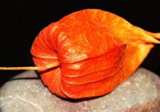 紅姑娘皮泡水治咽炎嗎？紅姑娘皮泡水的副作用