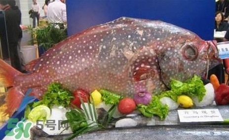 月亮魚是什么魚？月亮魚能吃嗎