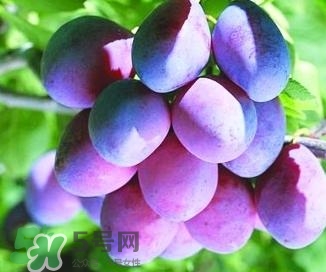 西梅軟的好吃還是硬的好吃？西梅軟的是壞了嗎？