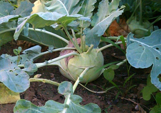 苤藍什么季節(jié)種植？苤藍什么時候采收