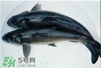 鯇魚和草魚哪個(gè)好吃？鯇魚和草魚的區(qū)別