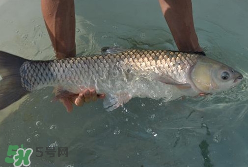 脆肉鯇是草魚(yú)嗎？脆肉鯇和草魚(yú)有什么區(qū)別