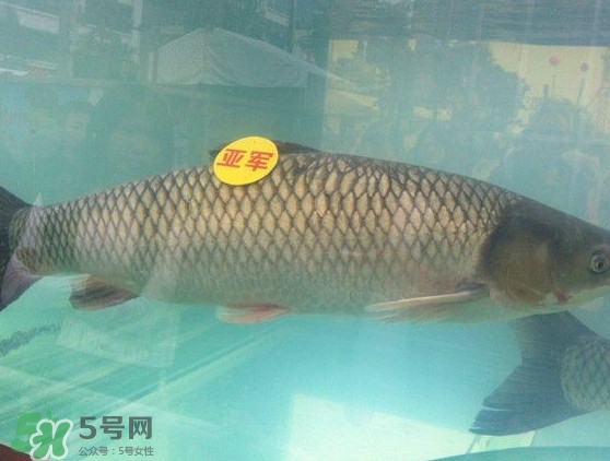 脆肉鯇是什么魚？脆肉鯇口感為什么是脆的