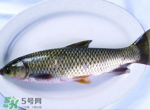 鯇魚是什么魚？鯇魚是怎樣來的