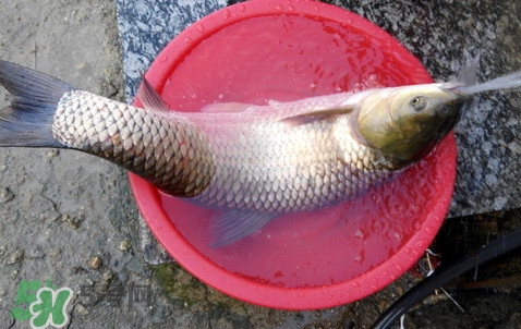 釣鯇魚用什么魚餌？鯇魚怎么做好吃