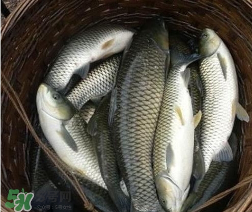 鯇魚和草魚哪個(gè)好吃？鯇魚和草魚的區(qū)別