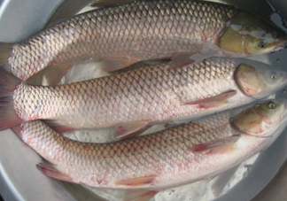 鯇魚是什么魚？鯇魚是怎樣來的