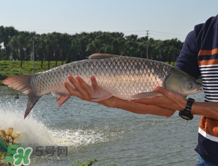 草魚怎么養(yǎng)殖成脆肉鯇？脆肉鯇養(yǎng)殖條件及技術