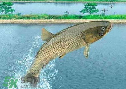 脆肉鯇是什么魚？脆肉鯇口感為什么是脆的