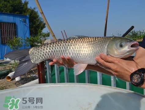 脆肉鯇是什么魚？脆肉鯇口感為什么是脆的