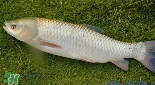 草魚怎么養(yǎng)殖成脆肉鯇？脆肉鯇養(yǎng)殖條件及技術