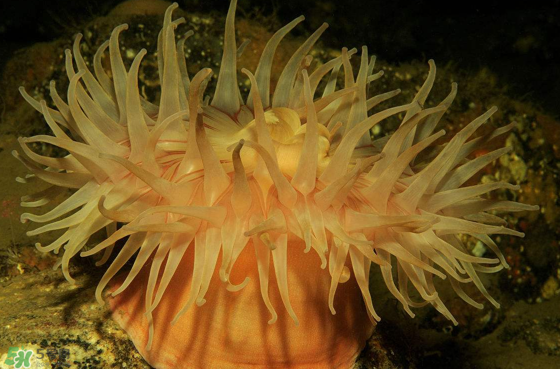 海葵能吃嗎？?？趺闯裕?></p><p>學(xué)名：Condylactis passiflora</p><p>分布：加勒比海、大西洋沿岸，水深30公尺以內(nèi)的水域。</p><p>特點：美國沿岸珊瑚礁特有的美麗品種，觸手又粗又長，刺細(xì)胞毒性很強，碰到它的魚類、無脊椎動物都可能受到傷害，顏色多樣化，有白色、黃色、粉紅色等。</p><p>習(xí)性：喜歡單獨生長在石縫及沙石之中，喜歡50000Lux的強光帶，繁殖方式不一。</p><p>飼養(yǎng)條件：溫度18~22℃、pH8.0~8.4、kH9~11°dH，適合養(yǎng)在光照強之處，可喂以漢堡飼料、人工豐年蝦、海水微量元素。</p><p>拳頭?？?/p><p>學(xué)名：Entacmaea quadricolor</p><p>分布：印度洋、太平洋、紅海到薩摩亞群島之間的淺灘珊瑚礁，水深40公尺以內(nèi)的水域。</p><p>特點：在口盤駐觸手長滿了共生藻，因此影響了它們色澤的表現(xiàn)。觸手構(gòu)造很獨特，頂端通常呈氣泡狀，也會因壓縮而成球形或梨形，與小丑魚行共生。</p><p>習(xí)性：以群居的方式棲息在淺水地帶，個別生長在其他地區(qū)的，需要石縫、巖洞以固著及藏匿。</p><p>養(yǎng)殖條件：生長在強光帶，溫度22~26℃，可喂以漢堡飼料、人工豐年蝦、海水微量元素。</p> </div>
<div align=