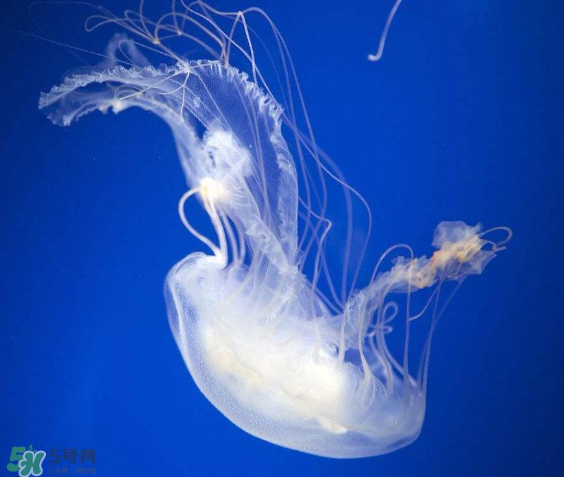 海蜇是生吃嗎？海蜇怎么吃？