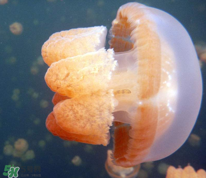 海蜇是生吃嗎？海蜇怎么吃？