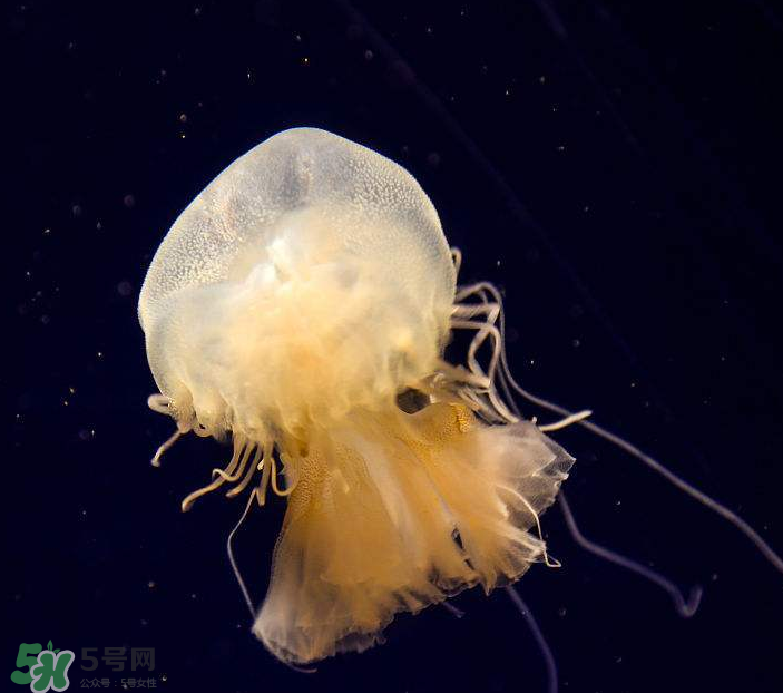 海蜇是生吃嗎？海蜇怎么吃？